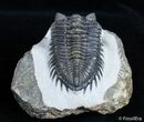 Towered Eye Coltraneia Trilobite - Climbing Position #3127-5